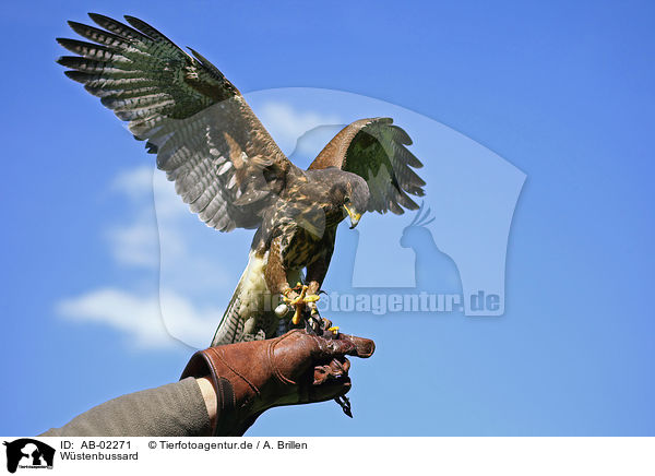 Wstenbussard / Harris's hawk / AB-02271