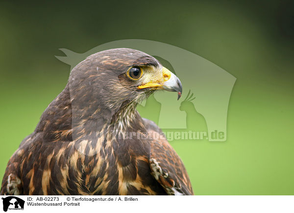Wstenbussard Portrait / Harris's hawk portrait / AB-02273