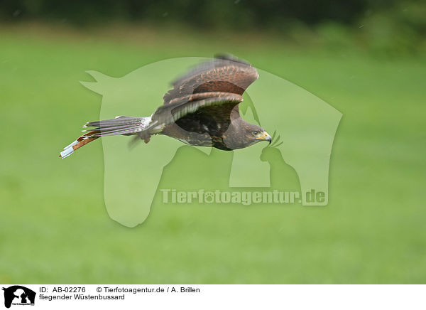 fliegender Wstenbussard / flying Harris's hawk / AB-02276