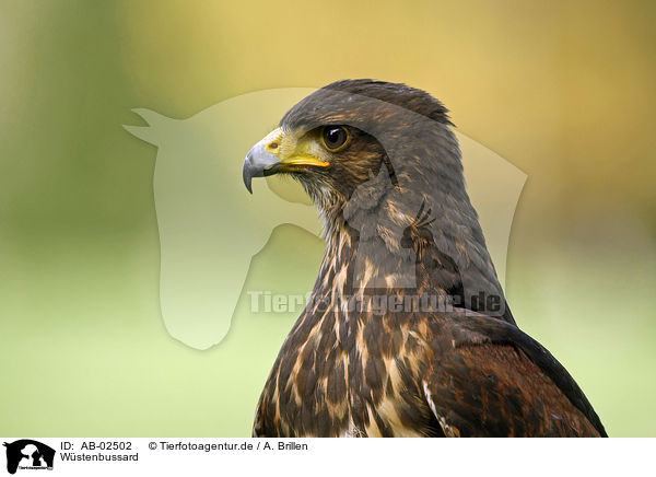Wstenbussard / Harris hawk / AB-02502