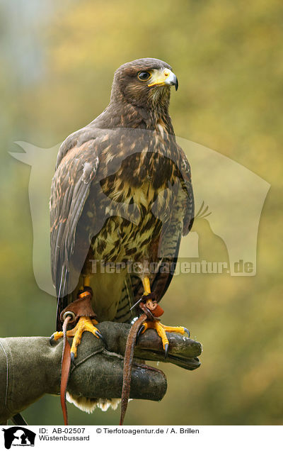 Wstenbussard / Harris hawk / AB-02507