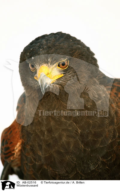 Wstenbussard / Harris hawk / AB-02516