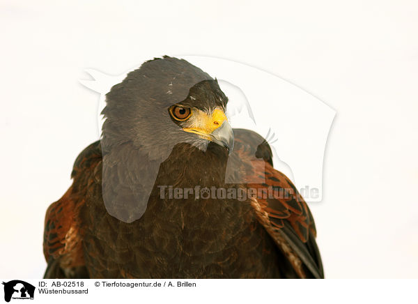 Wstenbussard / Harris hawk / AB-02518