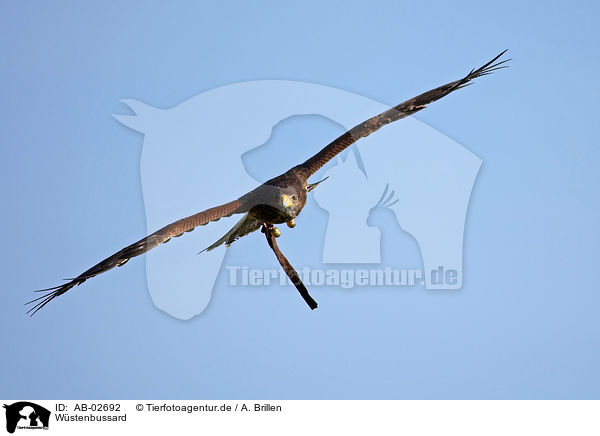 Wstenbussard / Harris hawk / AB-02692