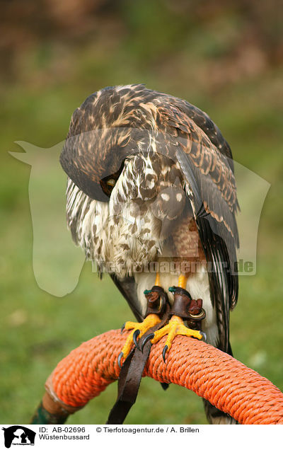 Wstenbussard / Harris hawk / AB-02696