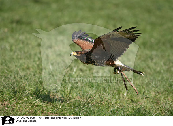 Wstenbussard / Harris hawk / AB-02698