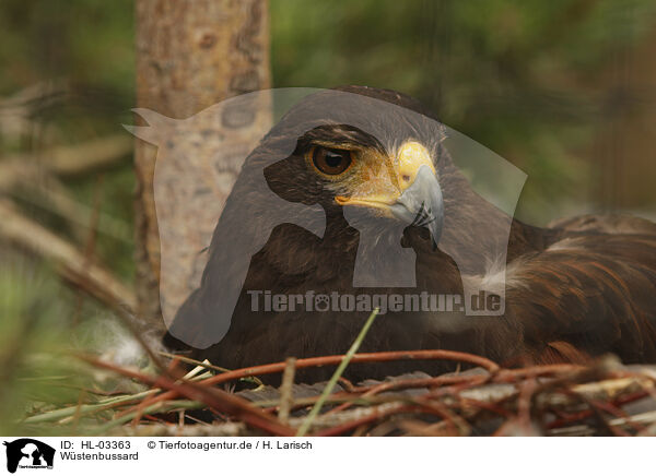 Wstenbussard / Harris hawk / HL-03363