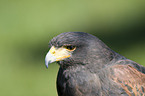 Wstenbussard im Portrait