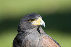 Wstenbussard im Portrait