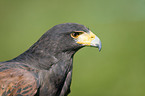 Wstenbussard im Portrait