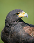 Wstenbussard im Portrait