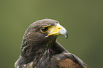 Wstenbussard Portrait