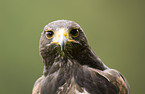 Wstenbussard Portrait