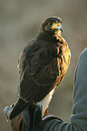 Wstenbussard