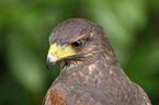 Wstenbussard Portrait