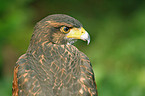 Wstenbussard Portrait