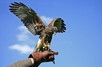 Wstenbussard
