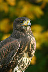 Wstenbussard Portrait