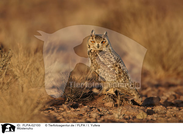Wstenuhu / desert eagle owl / FLPA-02100