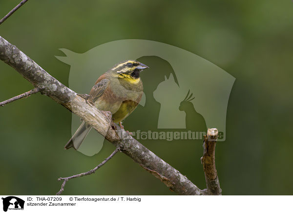 sitzender Zaunammer / THA-07209