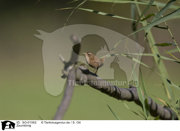 Zaunknig / wren / SO-01562