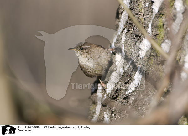 Zaunknig / winter wren / THA-02608