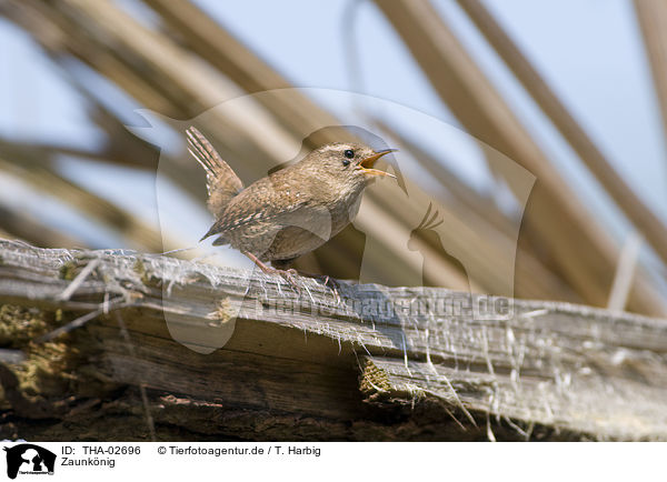 Zaunknig / winter wren / THA-02696
