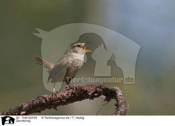 Zaunknig / winter wren / THA-02709