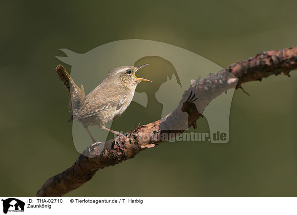 Zaunknig / winter wren / THA-02710