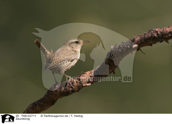 Zaunknig / winter wren / THA-02711