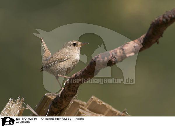 Zaunknig / winter wren / THA-02716