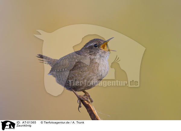 Zaunknig / Winter Wren / AT-01365