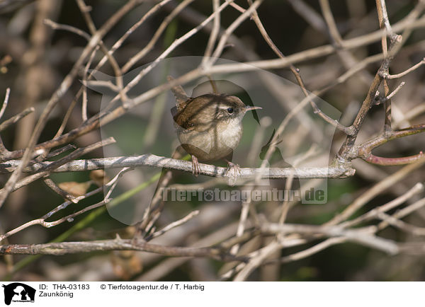 Zaunknig / winter wren / THA-03183