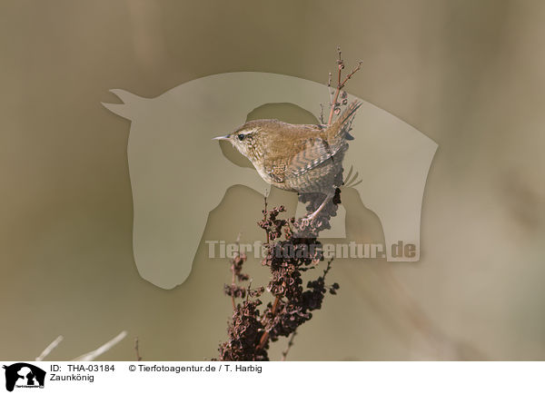 Zaunknig / winter wren / THA-03184