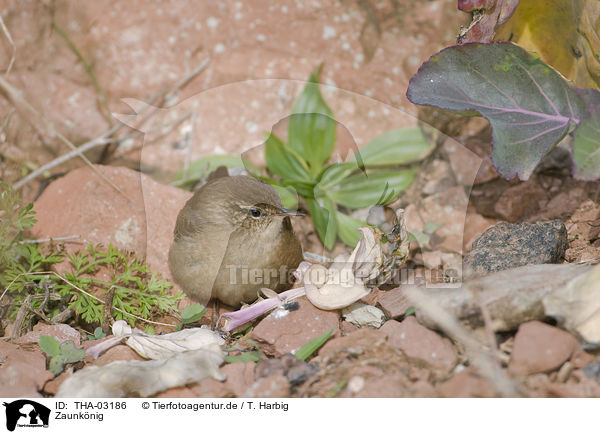 Zaunknig / winter wren / THA-03186