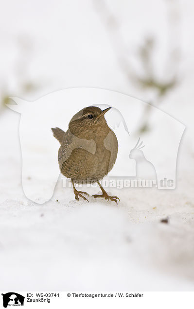Zaunknig / winter wren / WS-03741