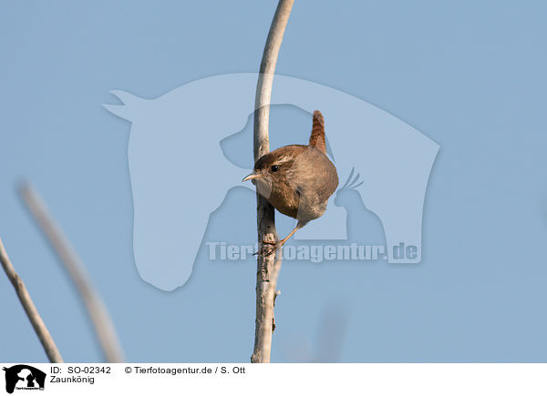 Zaunknig / winter wren / SO-02342