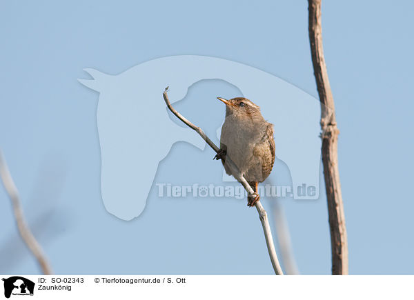 Zaunknig / winter wren / SO-02343