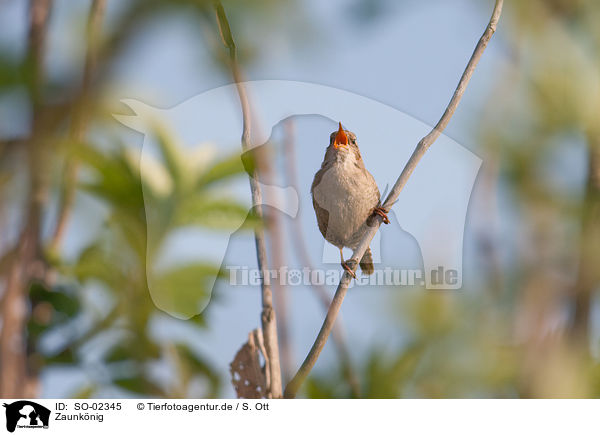 Zaunknig / winter wren / SO-02345