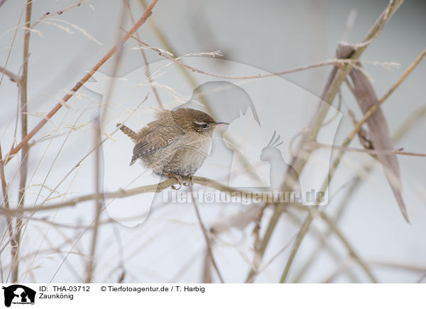 Zaunknig / winter wren / THA-03712