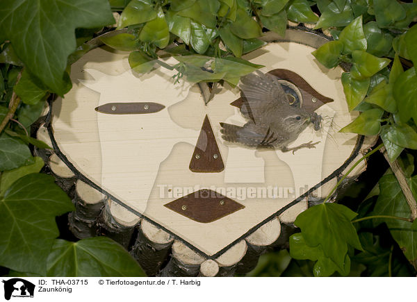Zaunknig / winter wren / THA-03715