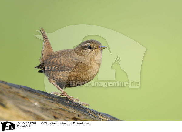 Zaunknig / winter wren / DV-02768