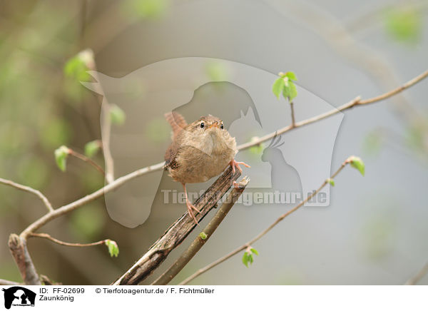 Zaunknig / winter wren / FF-02699