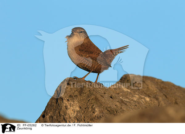 Zaunknig / winter wren / FF-05282