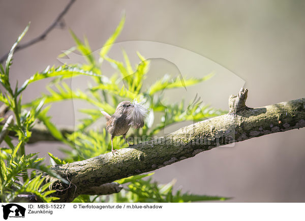 Zaunknig / winter wren / MBS-15227