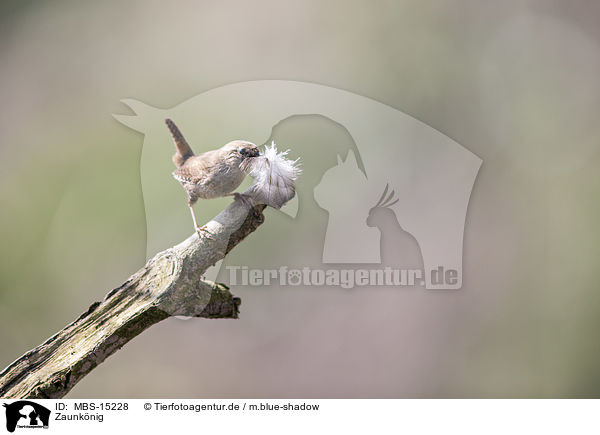 Zaunknig / winter wren / MBS-15228