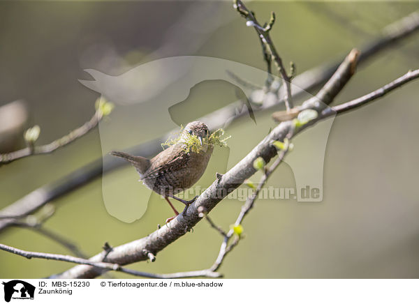 Zaunknig / winter wren / MBS-15230