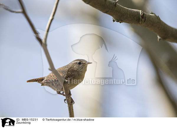 Zaunknig / winter wren / MBS-15231