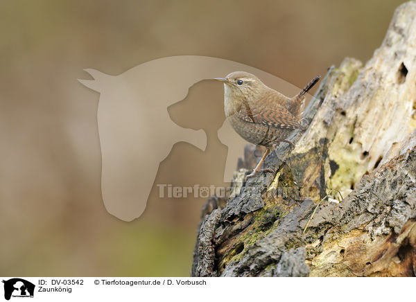 Zaunknig / winter wren / DV-03542