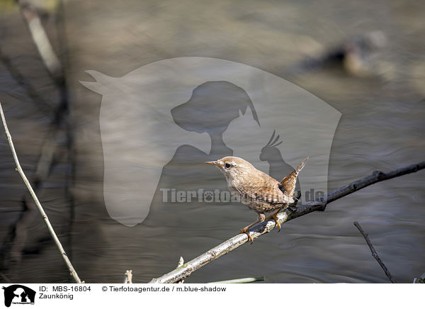 Zaunknig / winter wren / MBS-16804